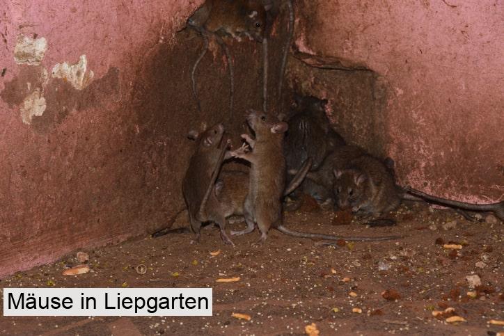 Mäuse in Liepgarten